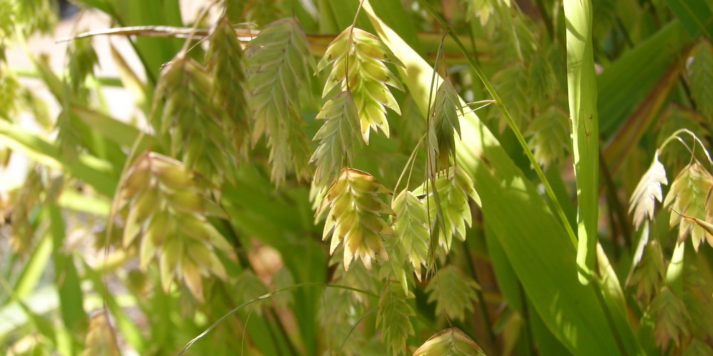 Illinois Prarie Grasses