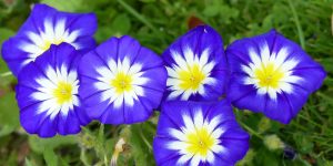 Are Morning Glories Perennials or Annuals