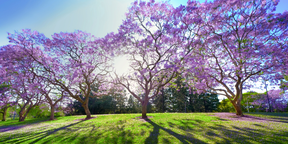 Jacaranda Trees in Texas