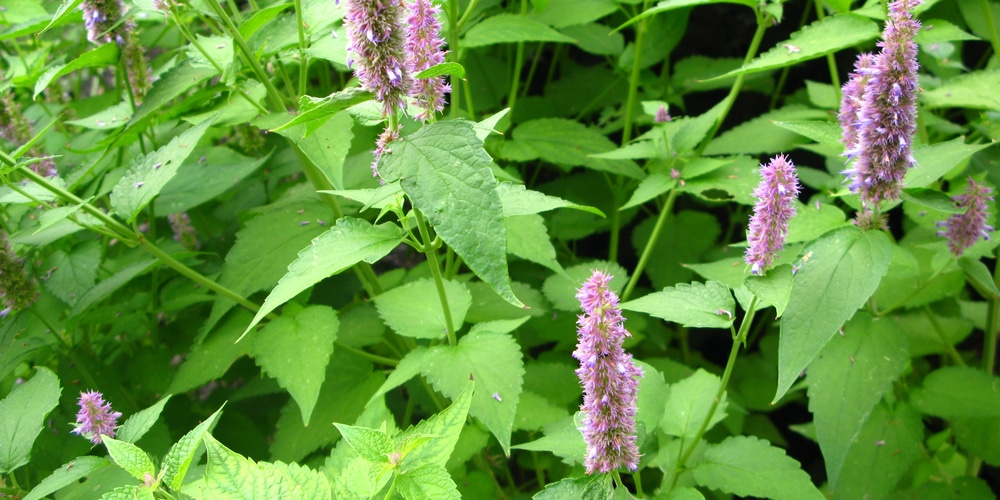 Korean Licorice Mint