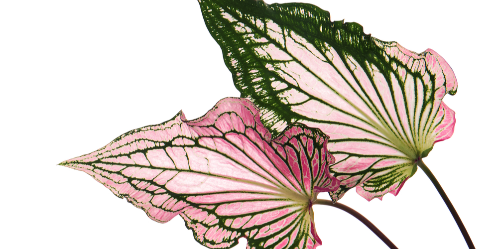 When to Plant Caladiums in Texas