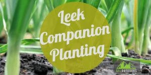 Leek Companion Planting