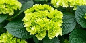 will hydrangea roots damage pipes