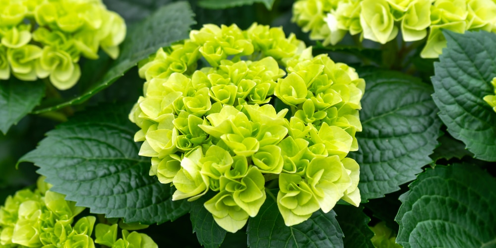 hydrangea candelabra