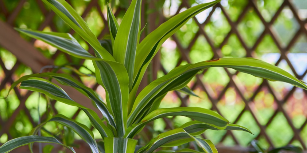 Mass Cane Growth and Care