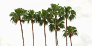 are palm trees grass