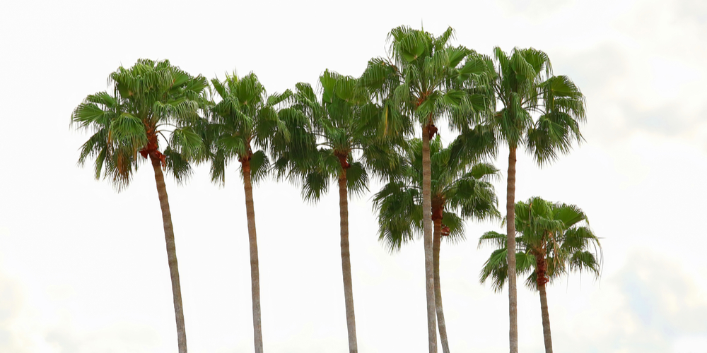 Are There Palm Trees in San Francisco?