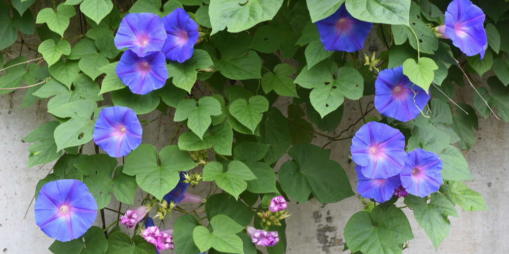 vines with purple flowers