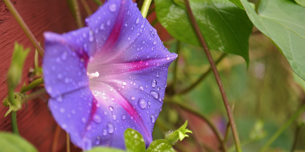 Do Morning Glories Come Back Every Year
