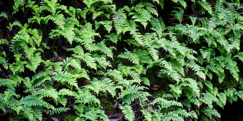 What do ferns symbolize?