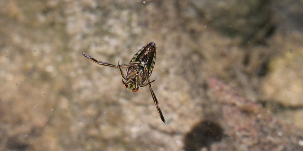 Why Do Water Bugs Come Out In The Summer?