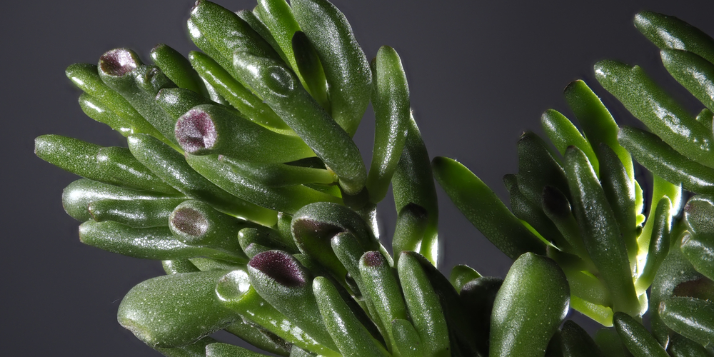 Ogre Ear Succulent