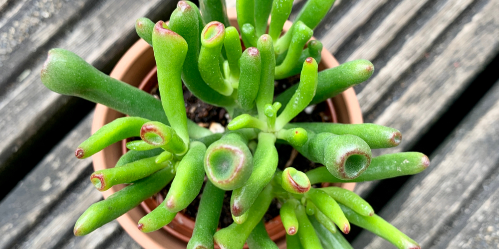 Ogre Ear Succulent