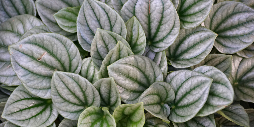 Peperomia Silver Ripple vs Frost