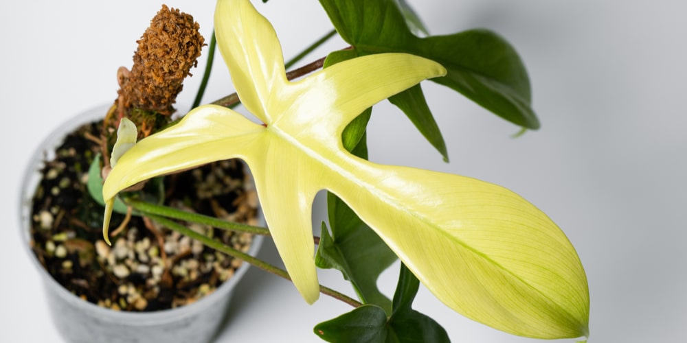 Philodendron Florida Beauty Growth and Care