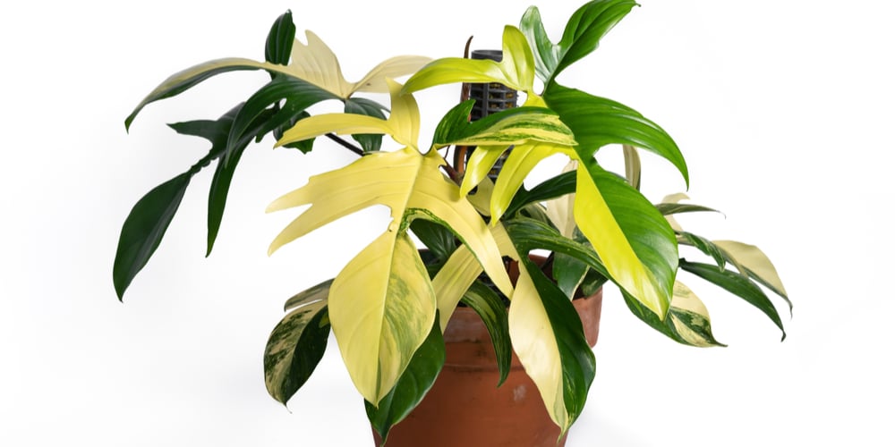 Philodendron Florida Beauty Growth and Care