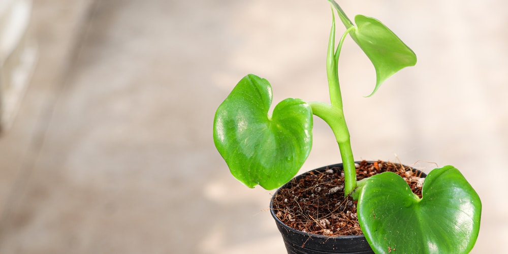 Philodendron Grazielae