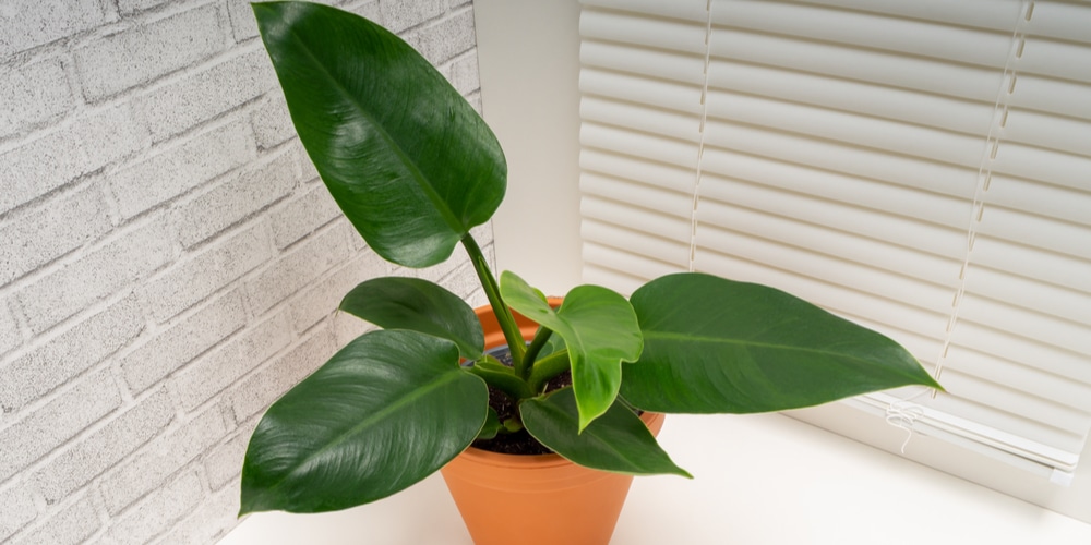 Philodendron Imperial Green
