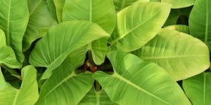 Philodendron Imperial Green