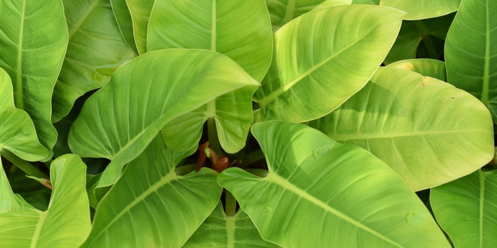Philodendron Imperial Green