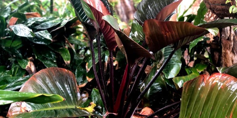 Philodendron Imperial Red Vs Rojo Congo
