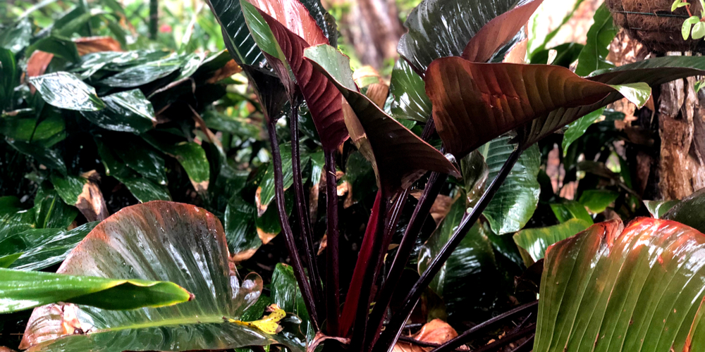 Philodendron Imperial Red 