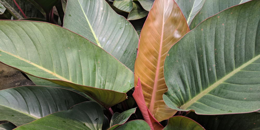 Philodendron Rojo Congo