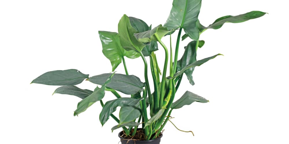 Philodendron hastatum