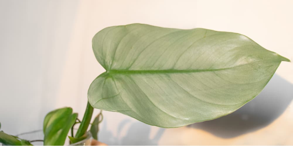 Philodendron hastatum