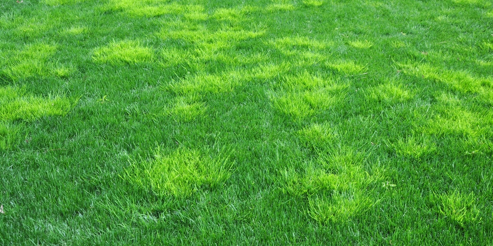 How to Kill Poa Annua in Bermuda Grass