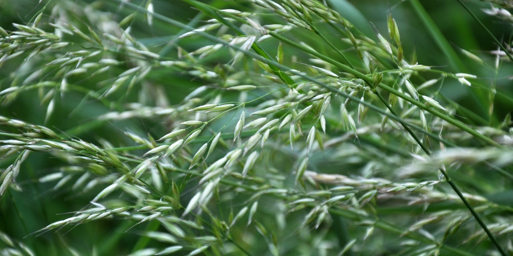 Poa Trivialis