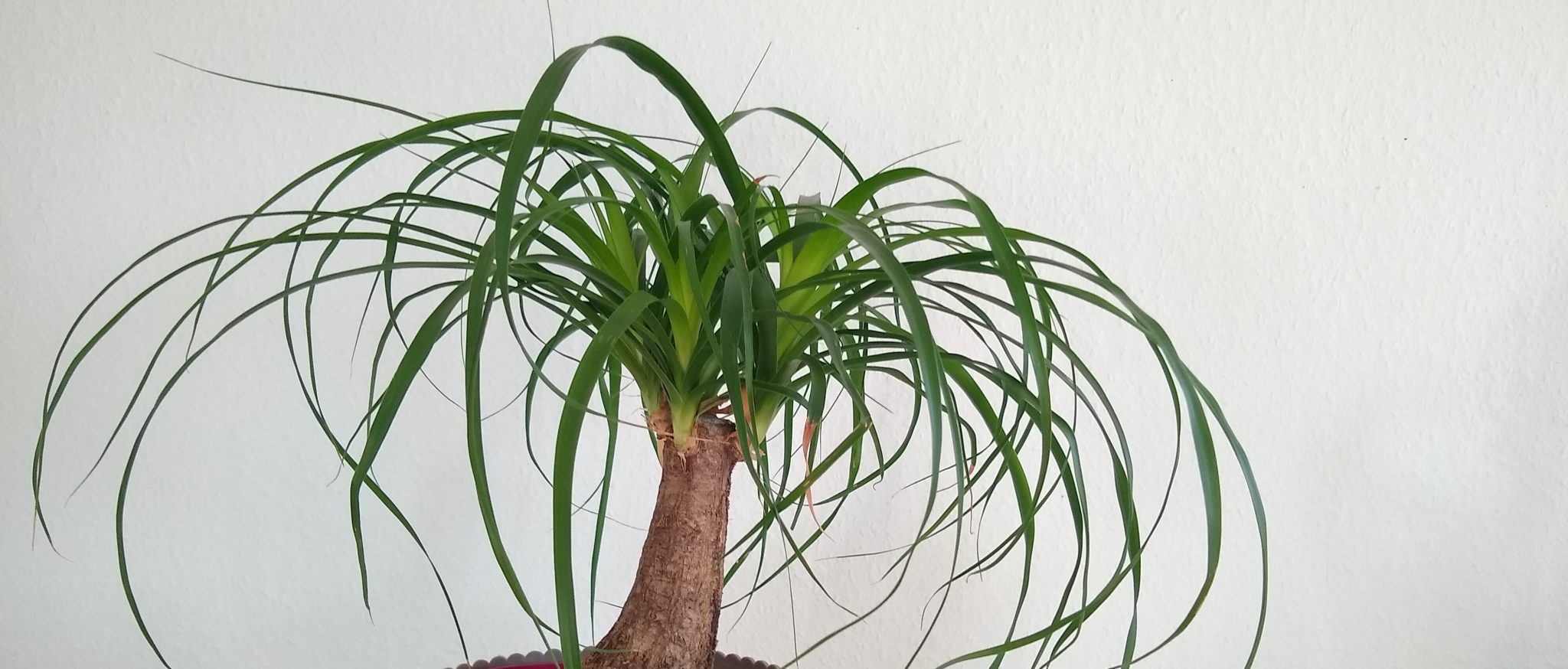 ponytail palm brown tips