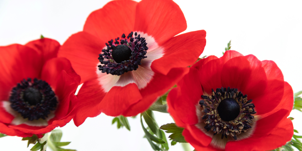 when do poppies bloom in michigan