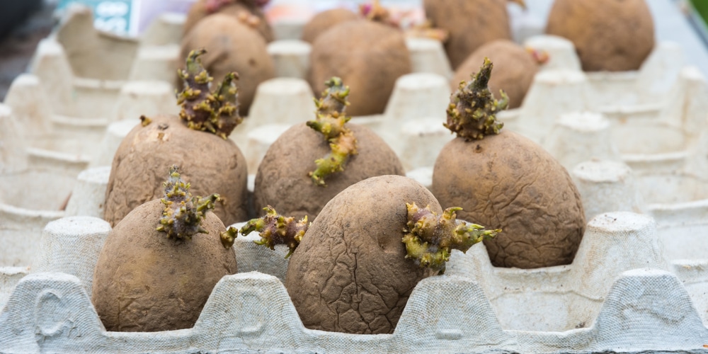 How to Plant Sprouting Potatoes in Your Garden
