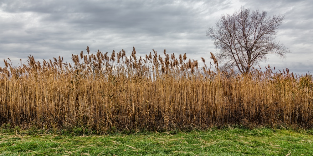  Florida Native Grasses