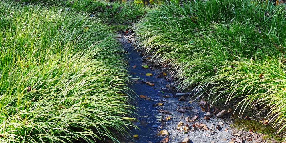 Illinois Prarie Grasses