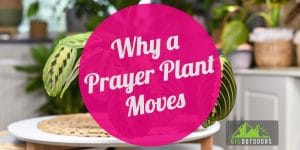 Prayer Plant Moving