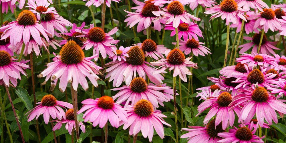 Image of Coneflowers and dusty miller companion plants