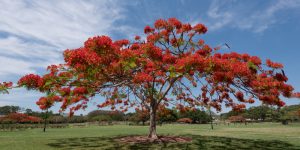 Trees With Red Flowers in Florida