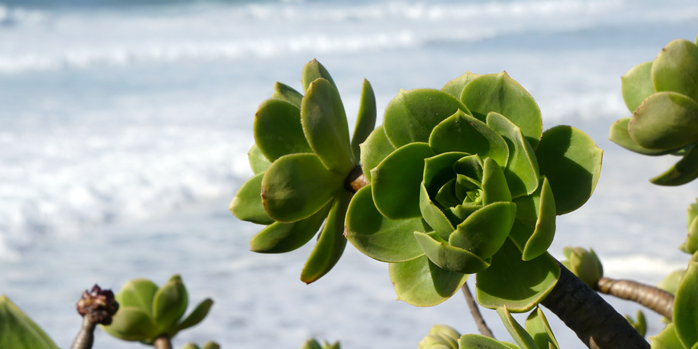 Sedeveria Green Rose