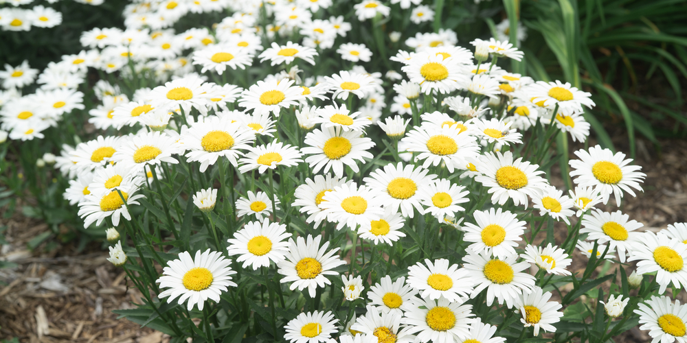 Are Shasta Daisies Deer Resistant?