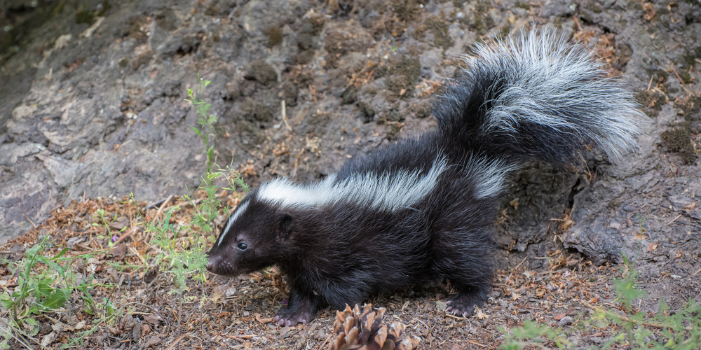 can skunks climb trees