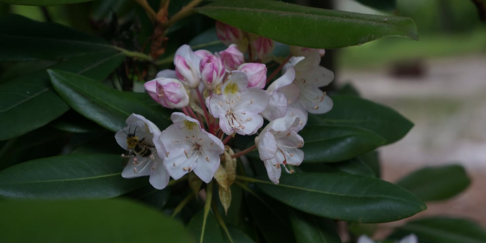 Flowering Trees in Oklahoma