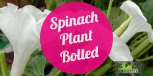 Spinach Bolted