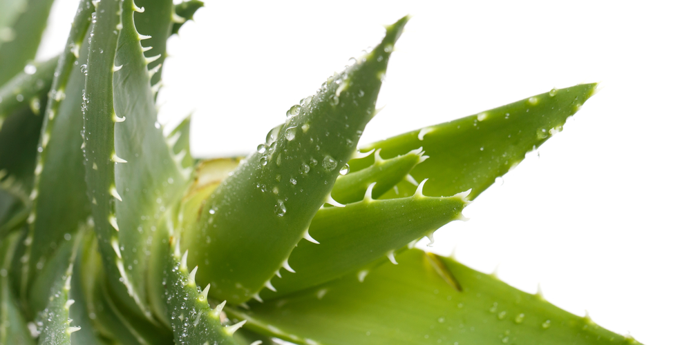 Aloe Vera Stem Too Long