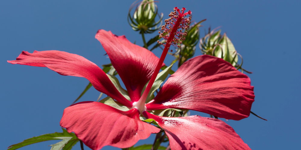 Texas Star Hibiscus Growth and Care