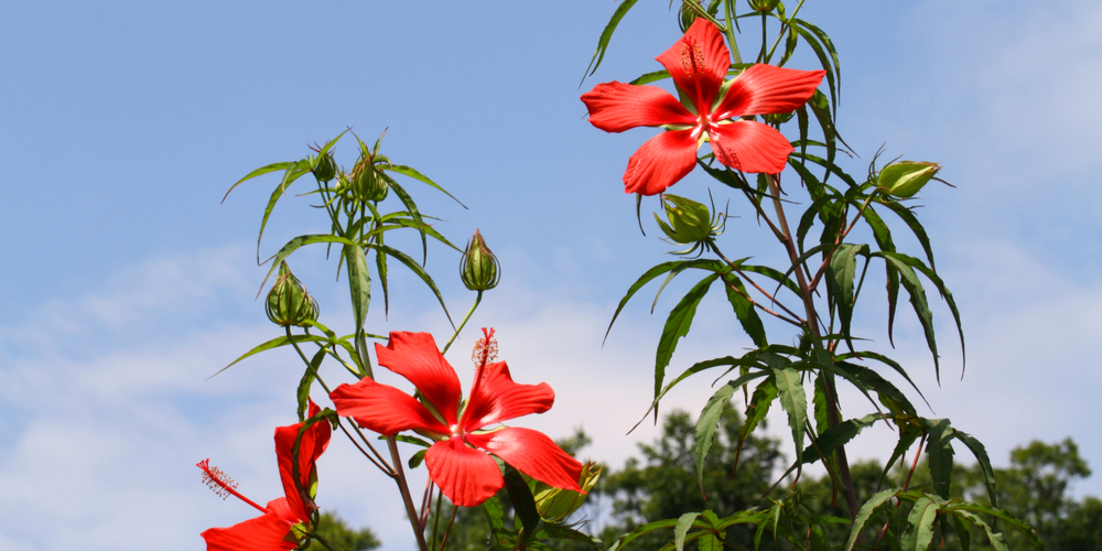 hibiscus zone 9