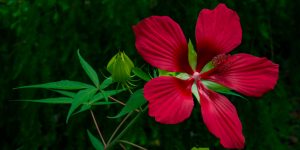 Red Flowers in Texas