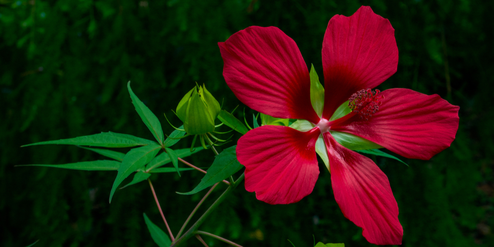 Red Flowers in Texas