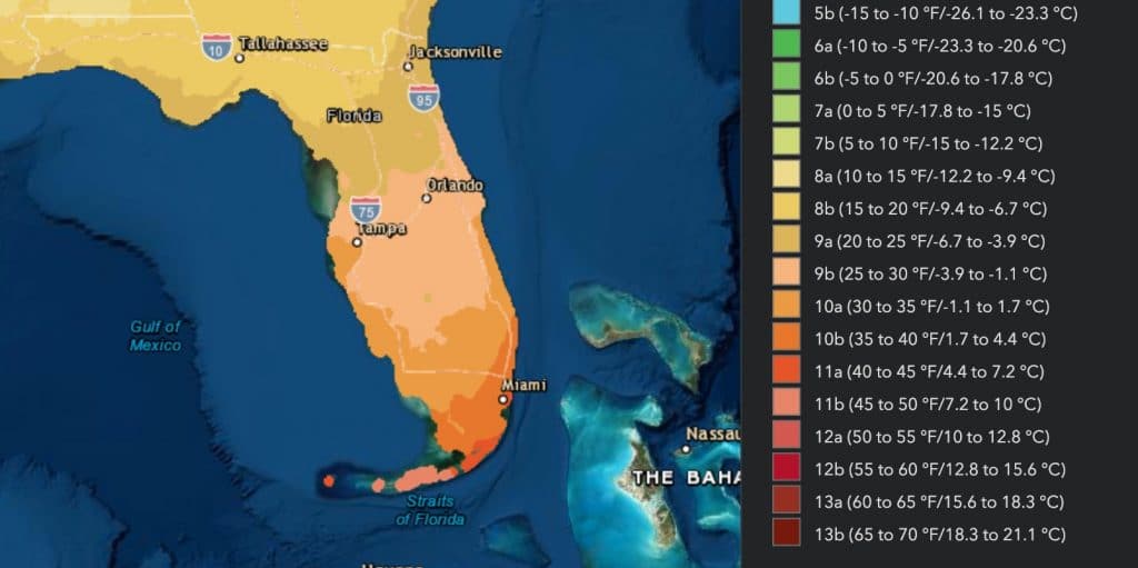 Florida Dahoon Holly Facts